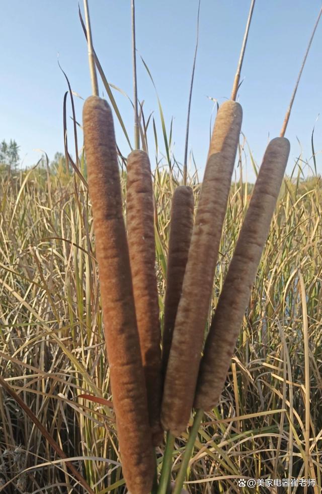 本草药王国语全集：探索传统草药的智慧与魅力的简单介绍