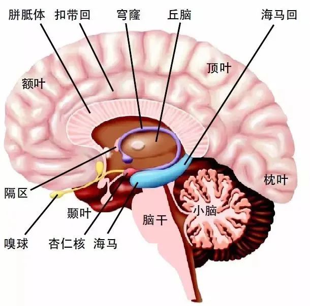 暴疯语：从电影视角审视语言如何影响个体心智与社会认知