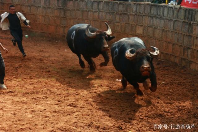 电影斗牛中的情感冲突与生死对抗