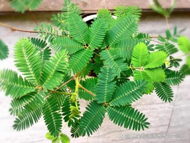 含羞草免费观赏：跟随镜头一起探索神奇植物的世界